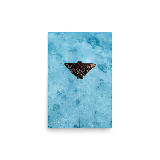 Eagle Ray Vertical unframed underwater wall art print from the Red Sea, Eilat