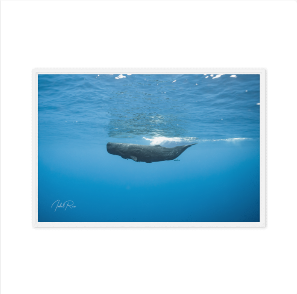 Sperm Whale in the Big Blue
