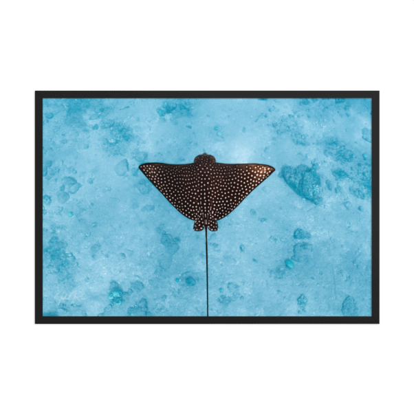 Eagle Ray