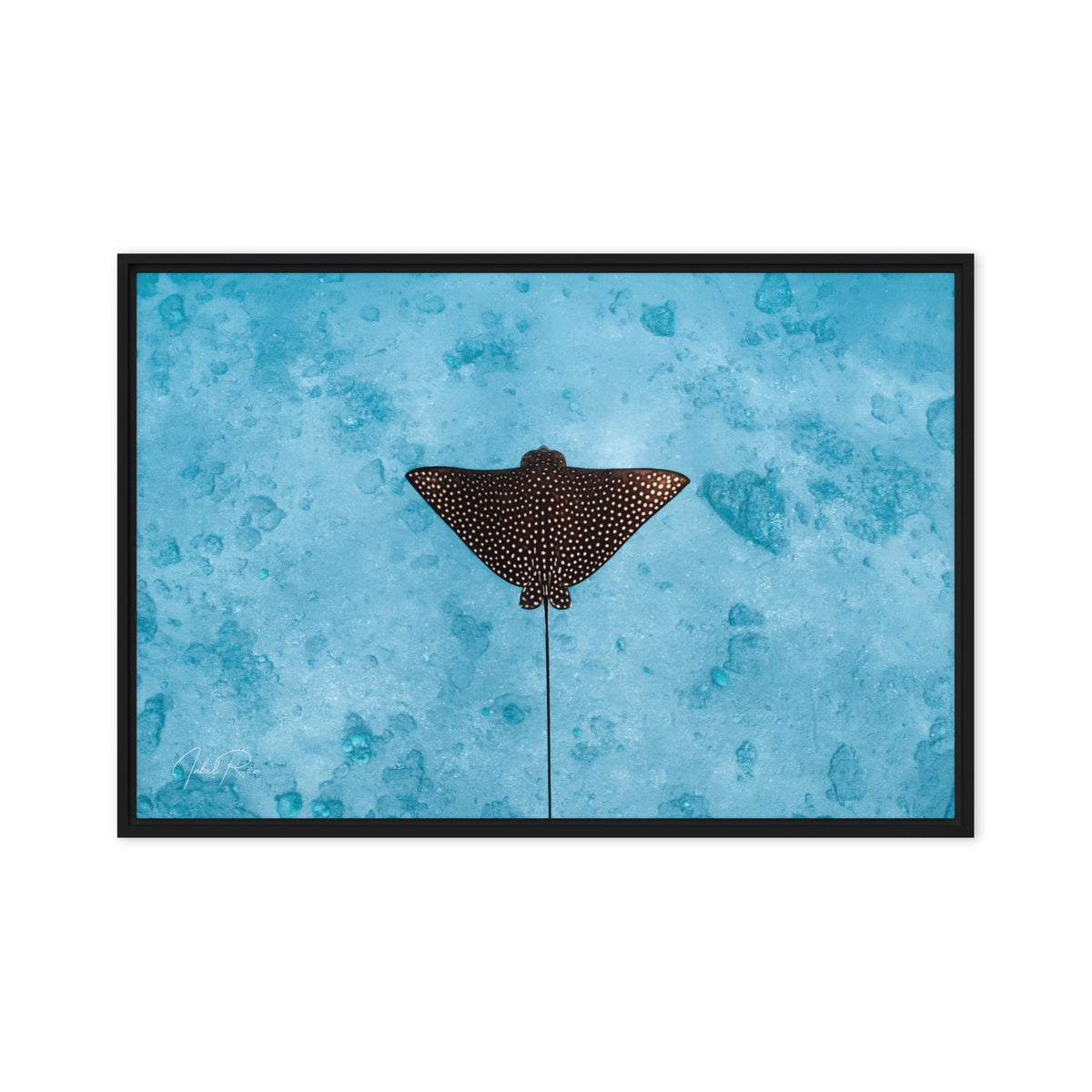 Eagle Ray canvas framed underwater eagle ray photography print