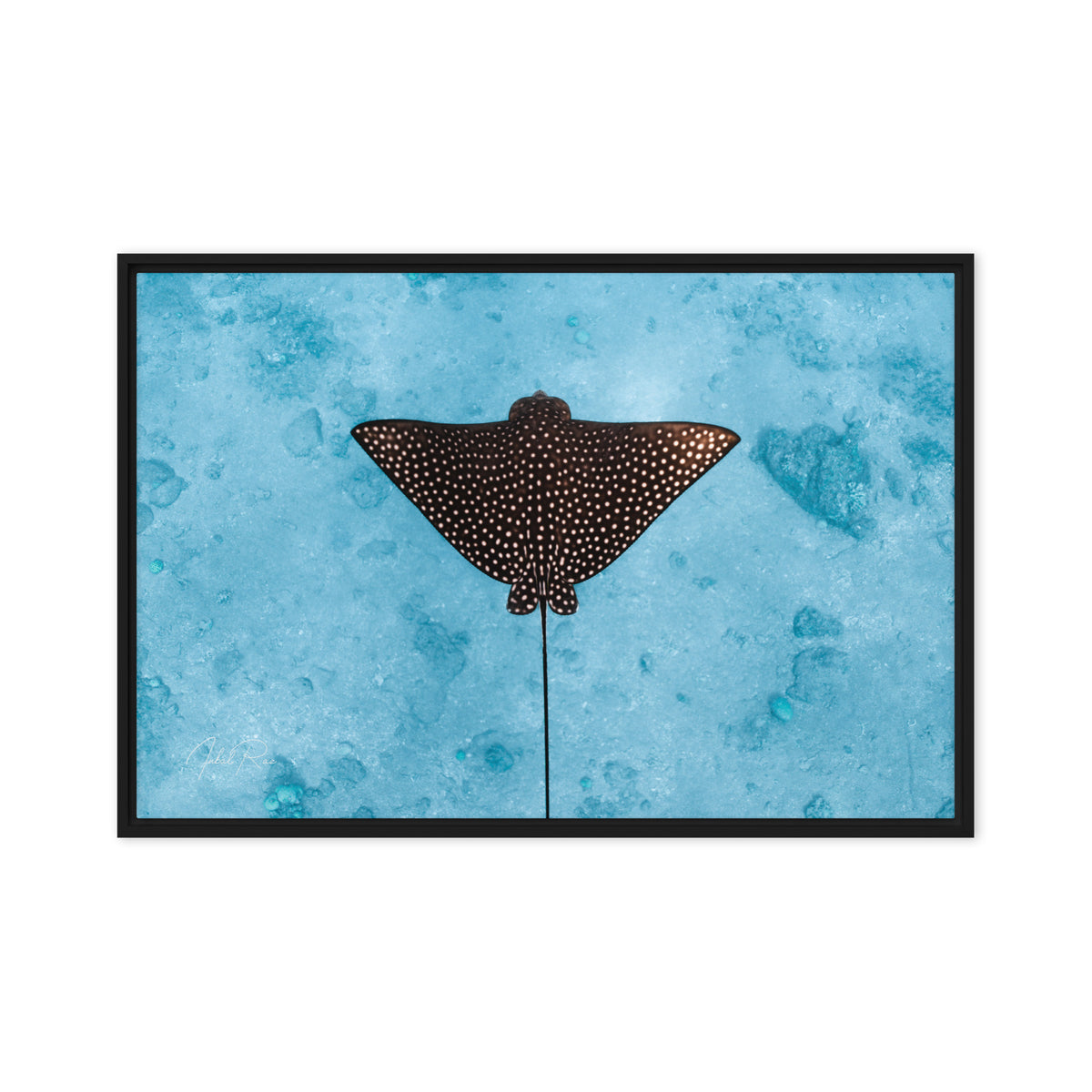 Eagle Ray framed underwater ocean photography print by Inbal Raz