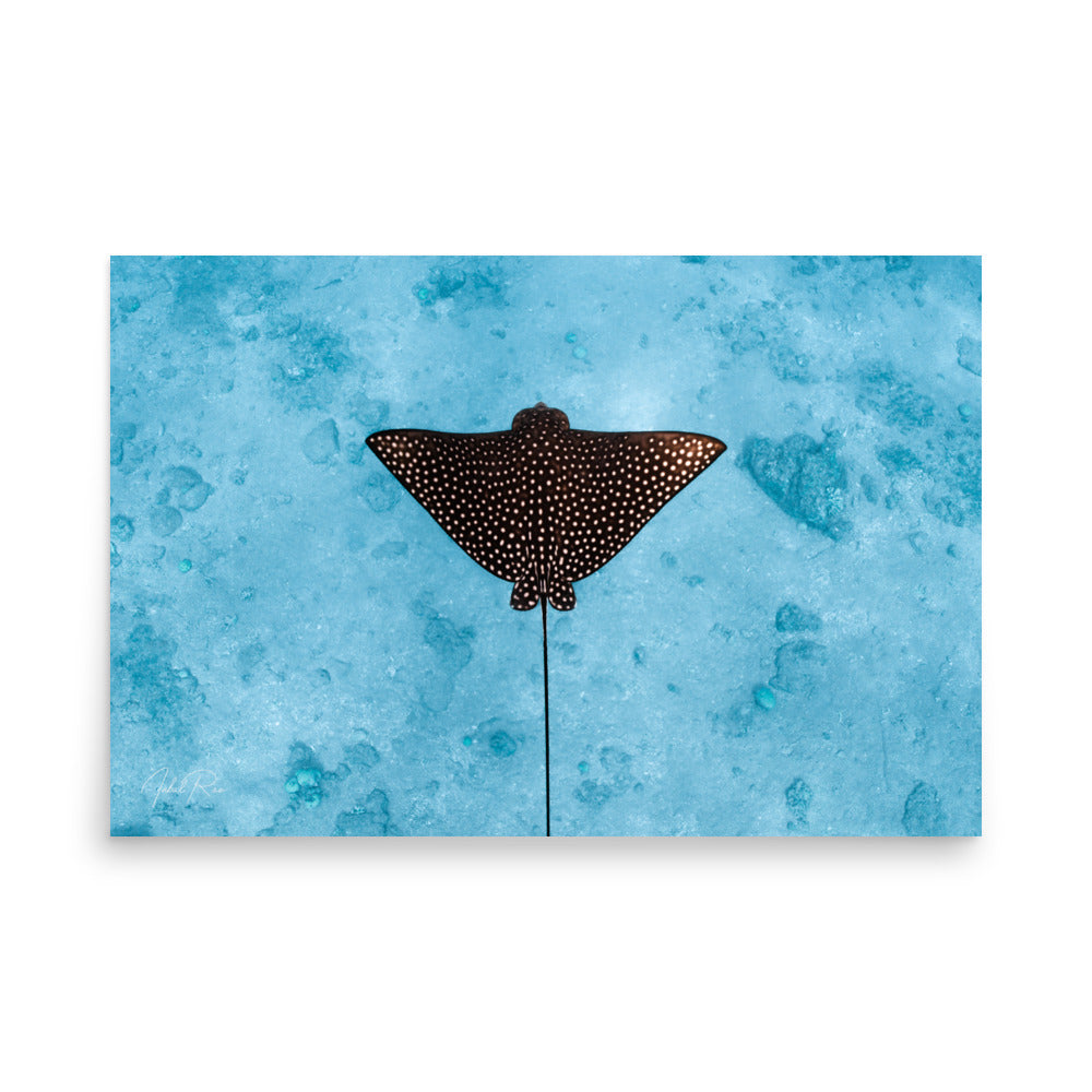Eagle Ray framed underwater ocean photography print by Inbal Raz