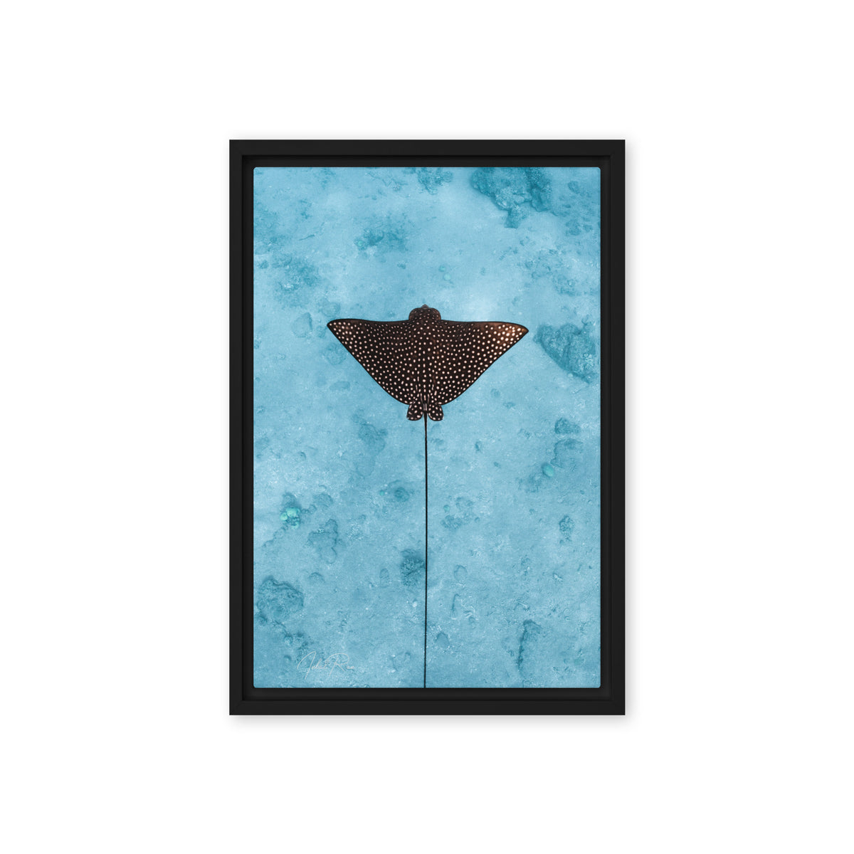 Eagle Ray Vertical canvas framed underwater eagle ray art print