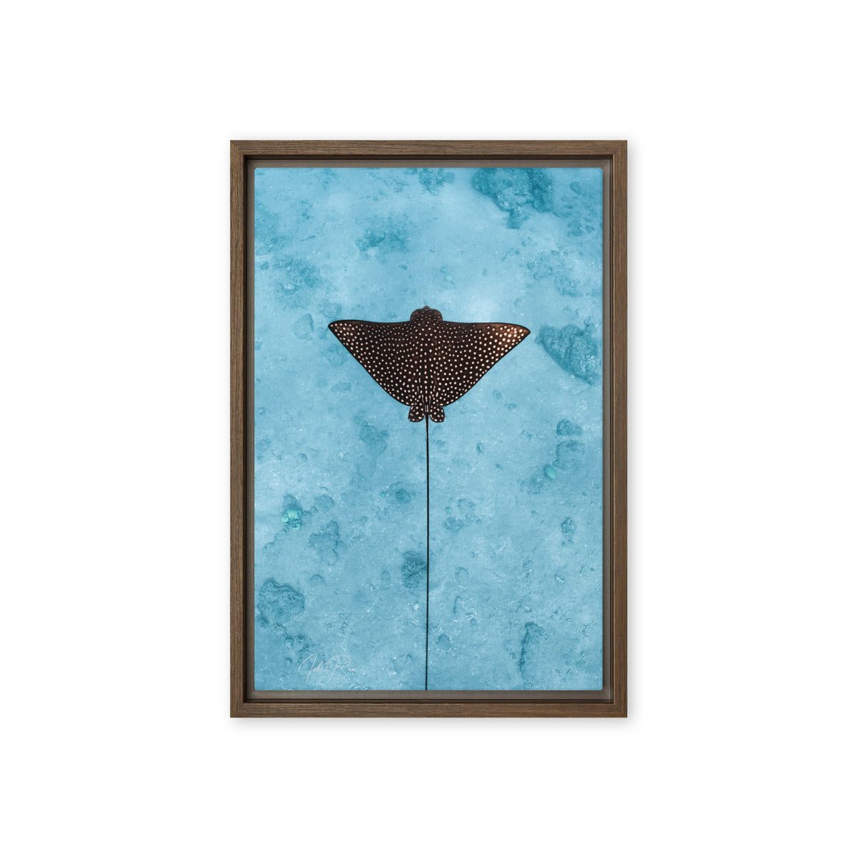 Eagle Ray Vertical canvas framed underwater eagle ray art print