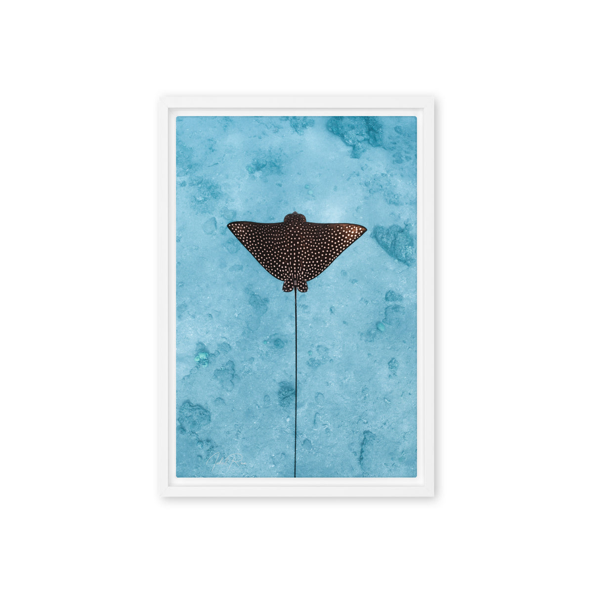 Eagle Ray Vertical canvas framed underwater eagle ray art print