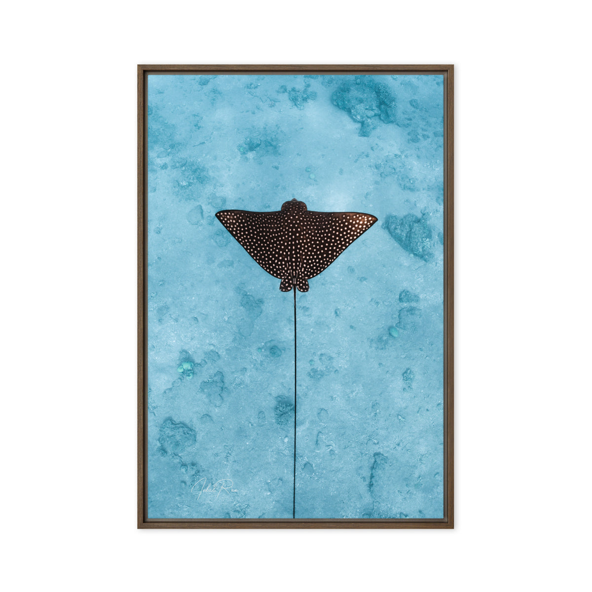 Eagle Ray Vertical canvas framed underwater eagle ray art print