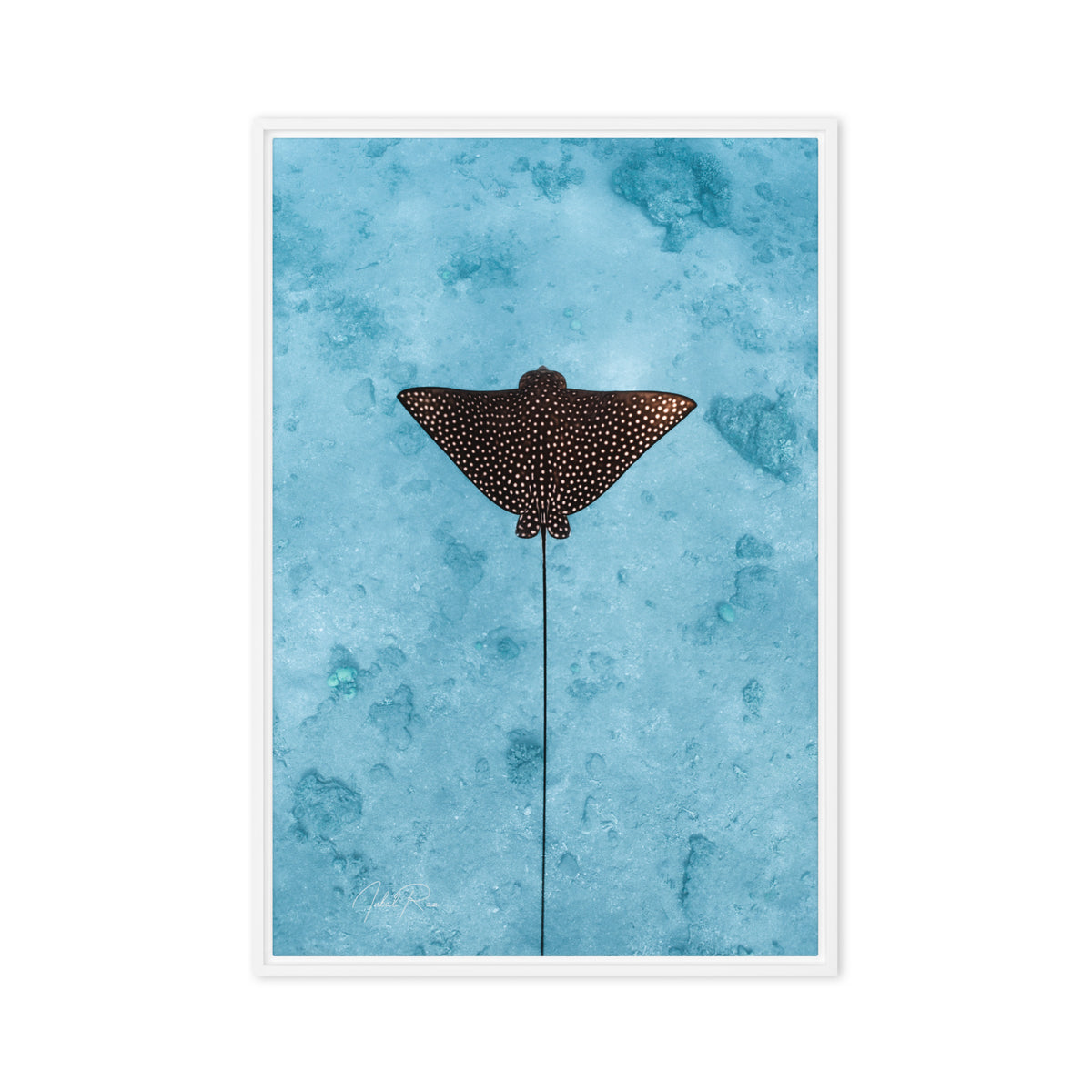 Eagle Ray Vertical canvas framed underwater eagle ray art print