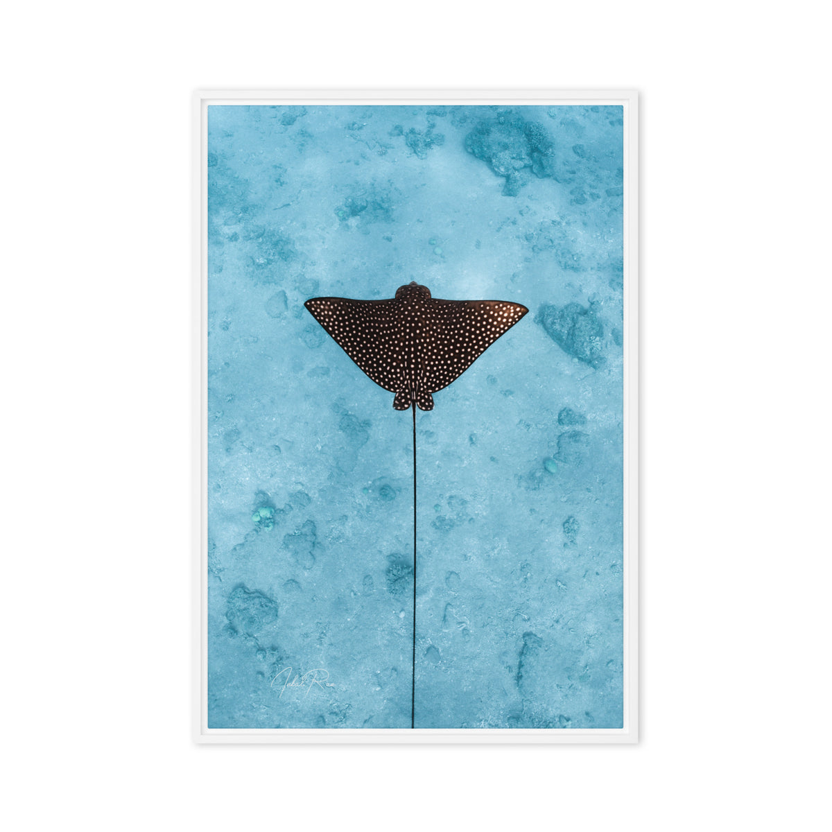 Eagle Ray Vertical canvas framed underwater eagle ray art print
