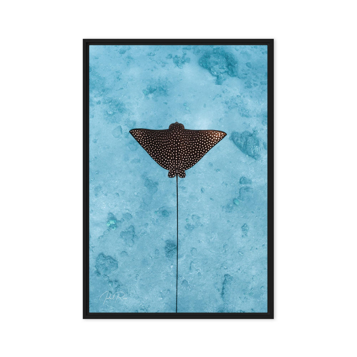 Eagle Ray Vertical canvas framed underwater eagle ray art print
