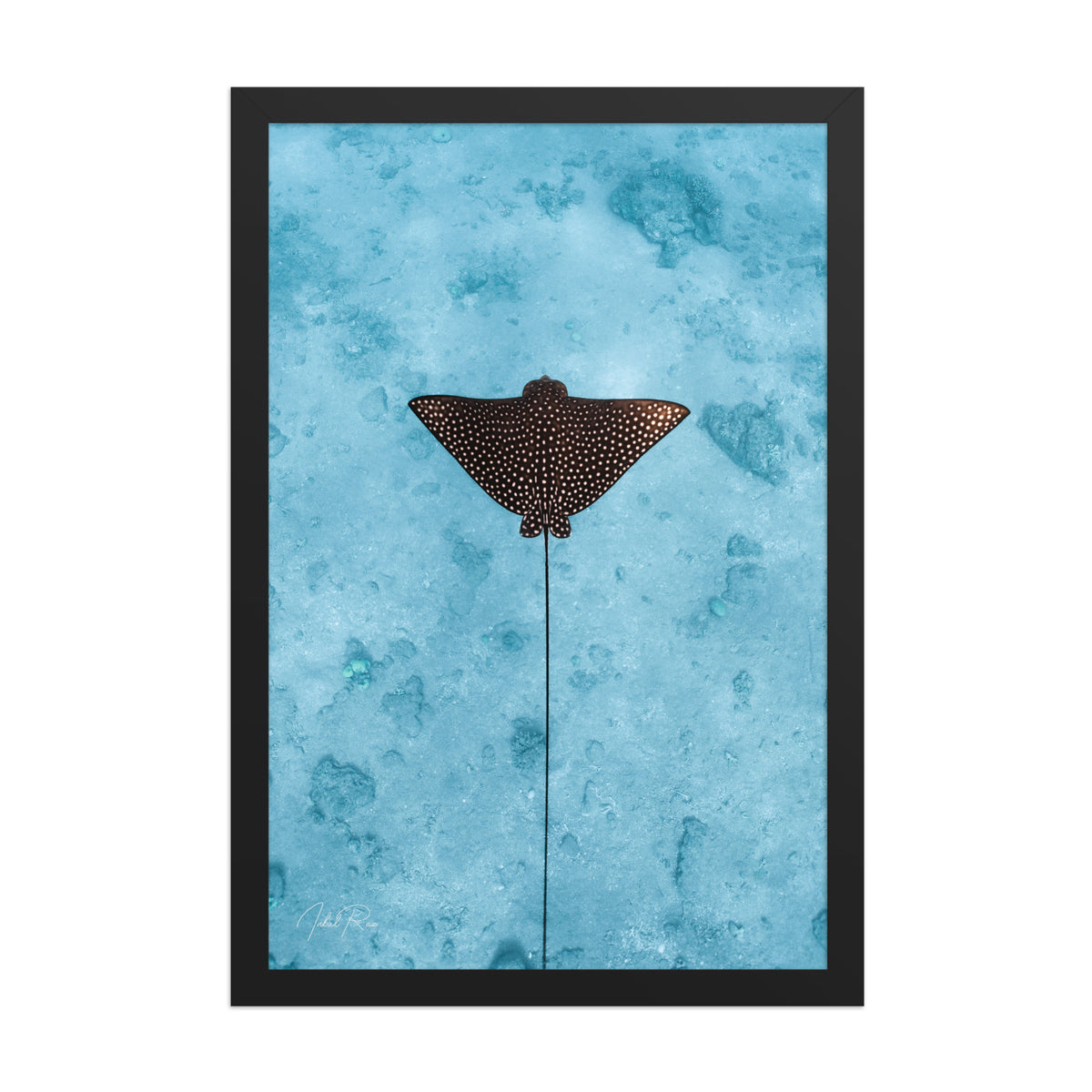 Eagle Ray Vertical framed underwater ocean photography print by Inbal Raz
