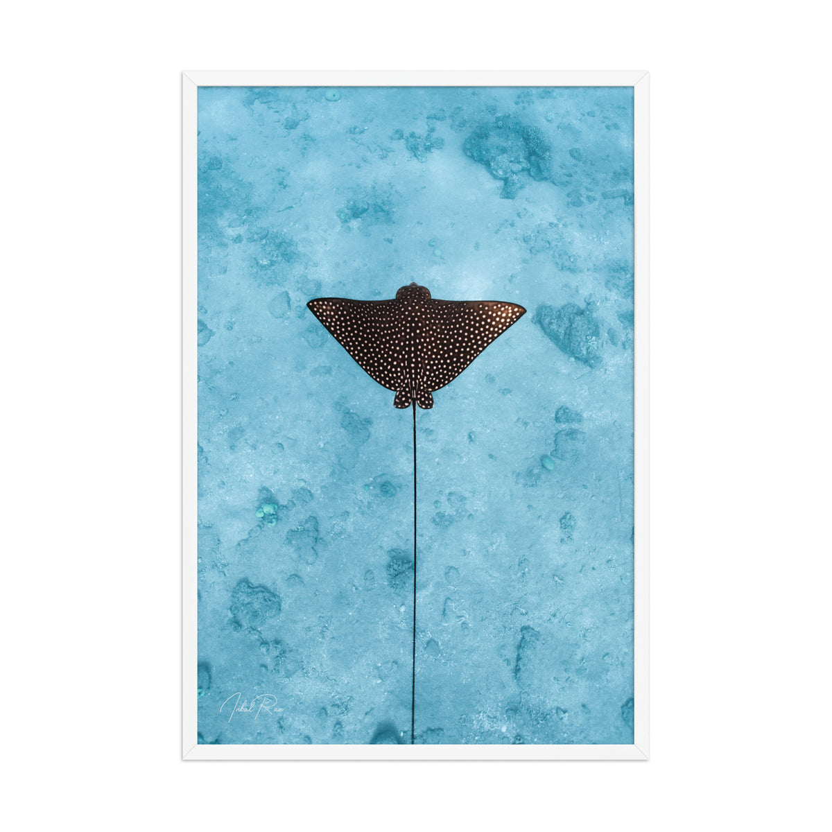 Eagle Ray Vertical framed underwater ocean photography print by Inbal Raz