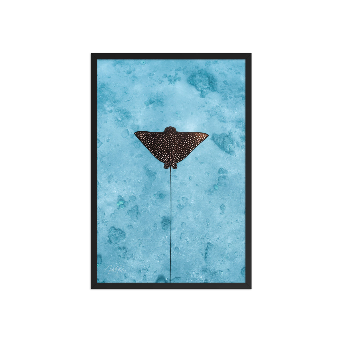 Eagle Ray Vertical framed underwater ocean photography print by Inbal Raz