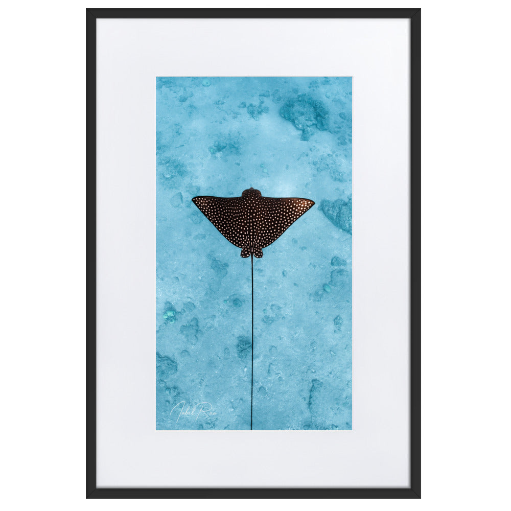 Eagle Ray Vertical matte framed eagle ray wall art print for coastal decor