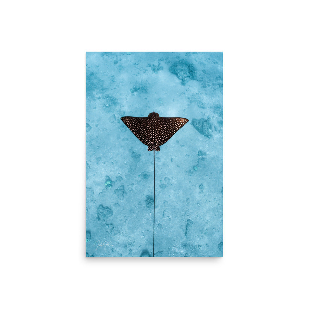 Eagle Ray Vertical unframed underwater wall art print from the Red Sea, Eilat