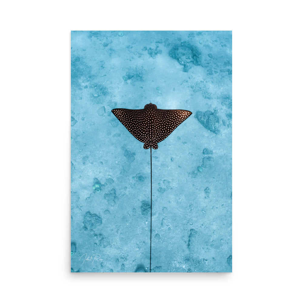 Eagle Ray Vertical unframed underwater wall art print from the Red Sea, Eilat