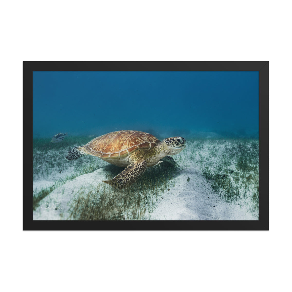 Mauritian Sea Turtle