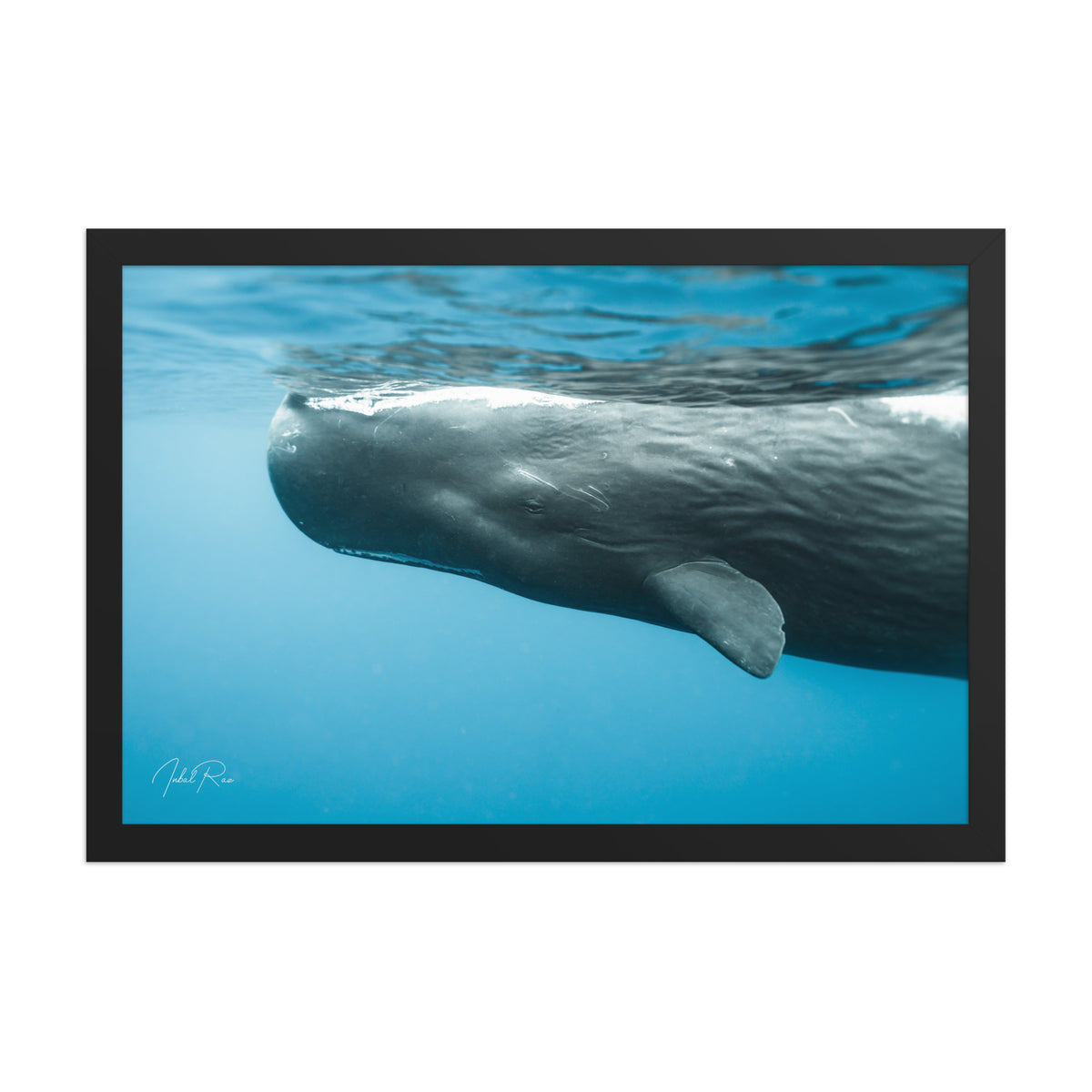 Eye to Eye with a Sperm Whale