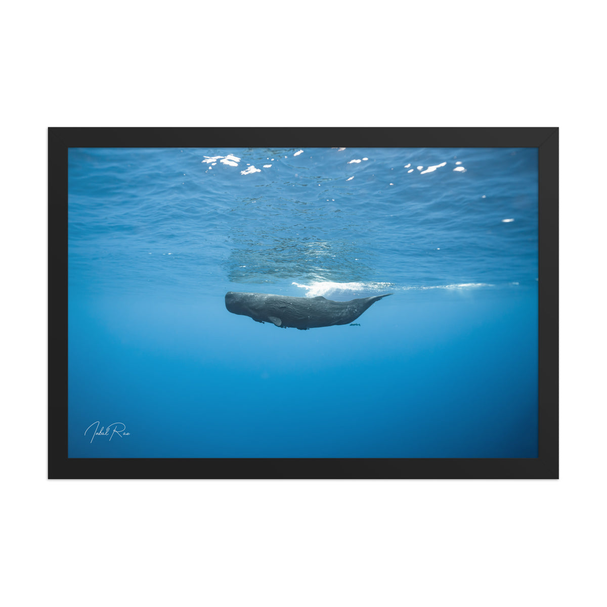Sperm Whale in the Big Blue