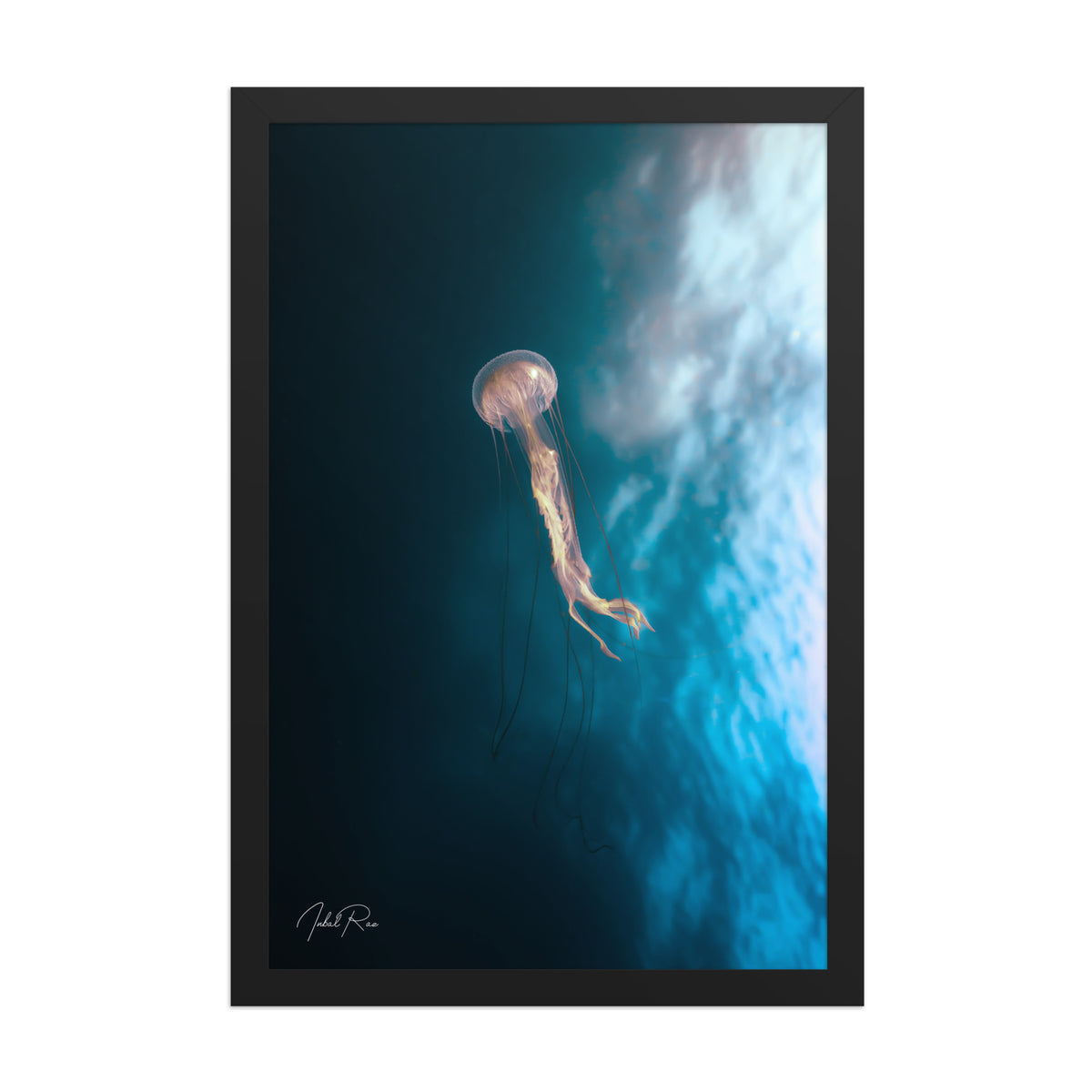 Jellyfish in the Mozambican