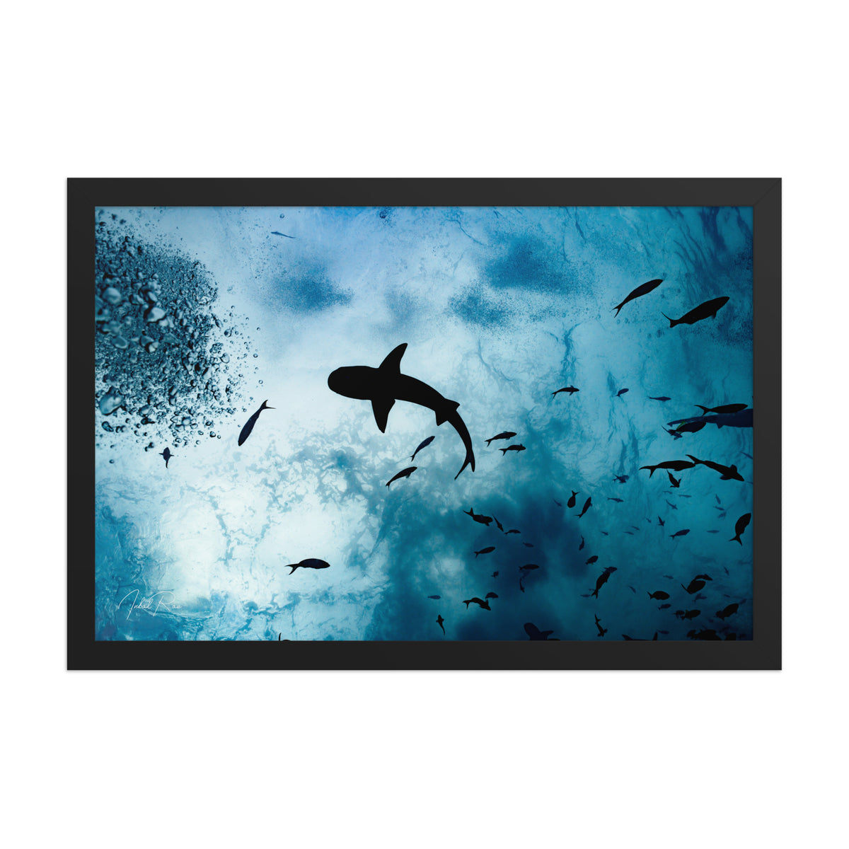 A Shark from a Different Angle