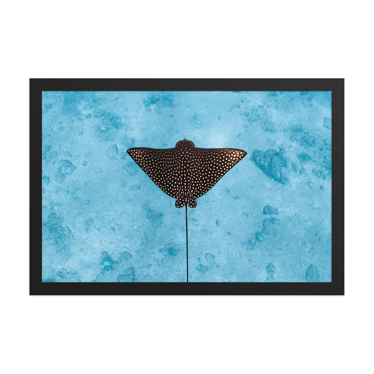 Eagle Ray