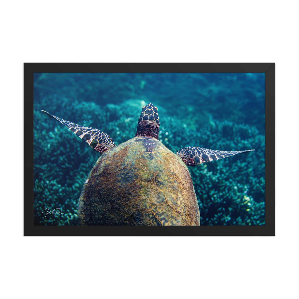 Gliding Sea Turtle