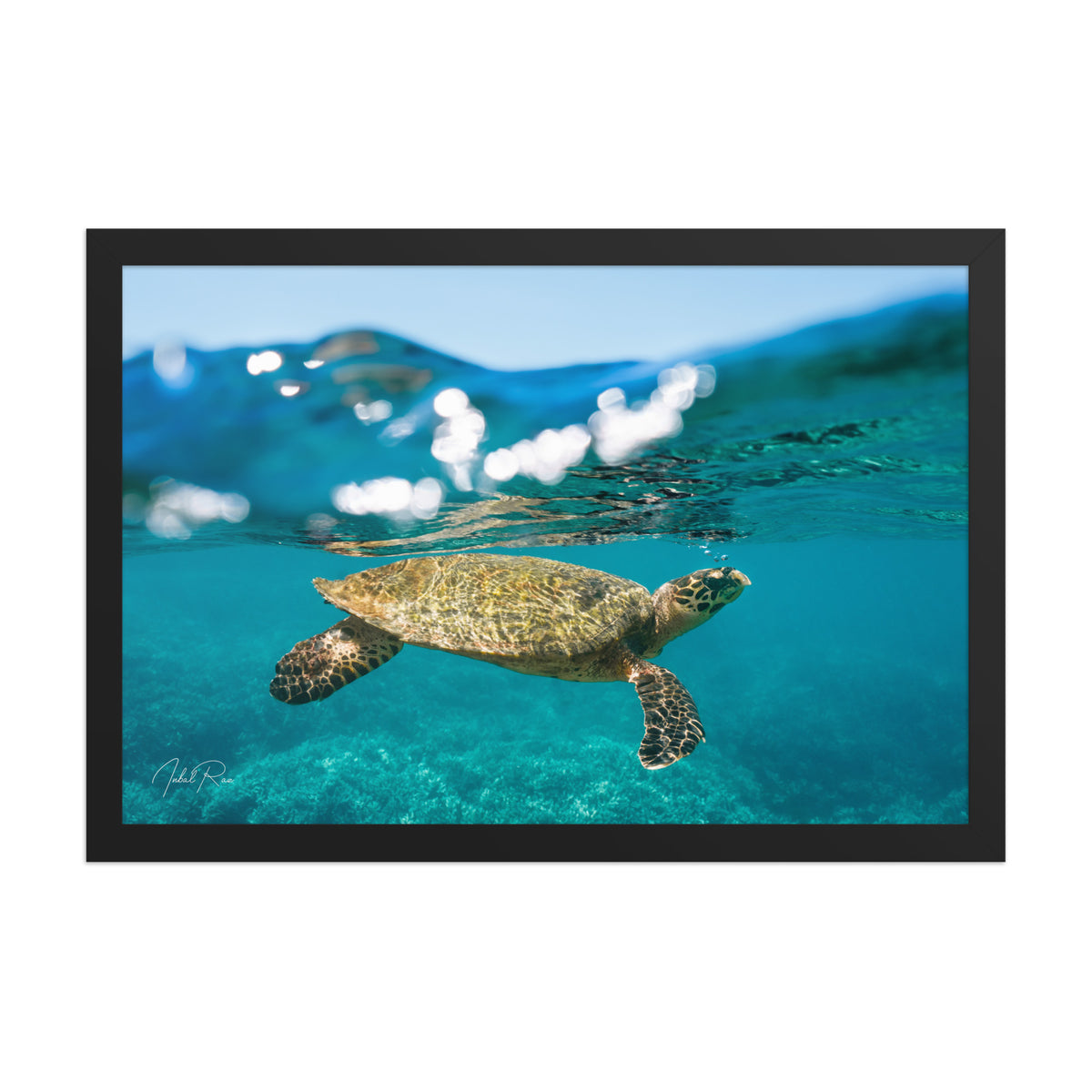 Sea Turtle at the Surface
