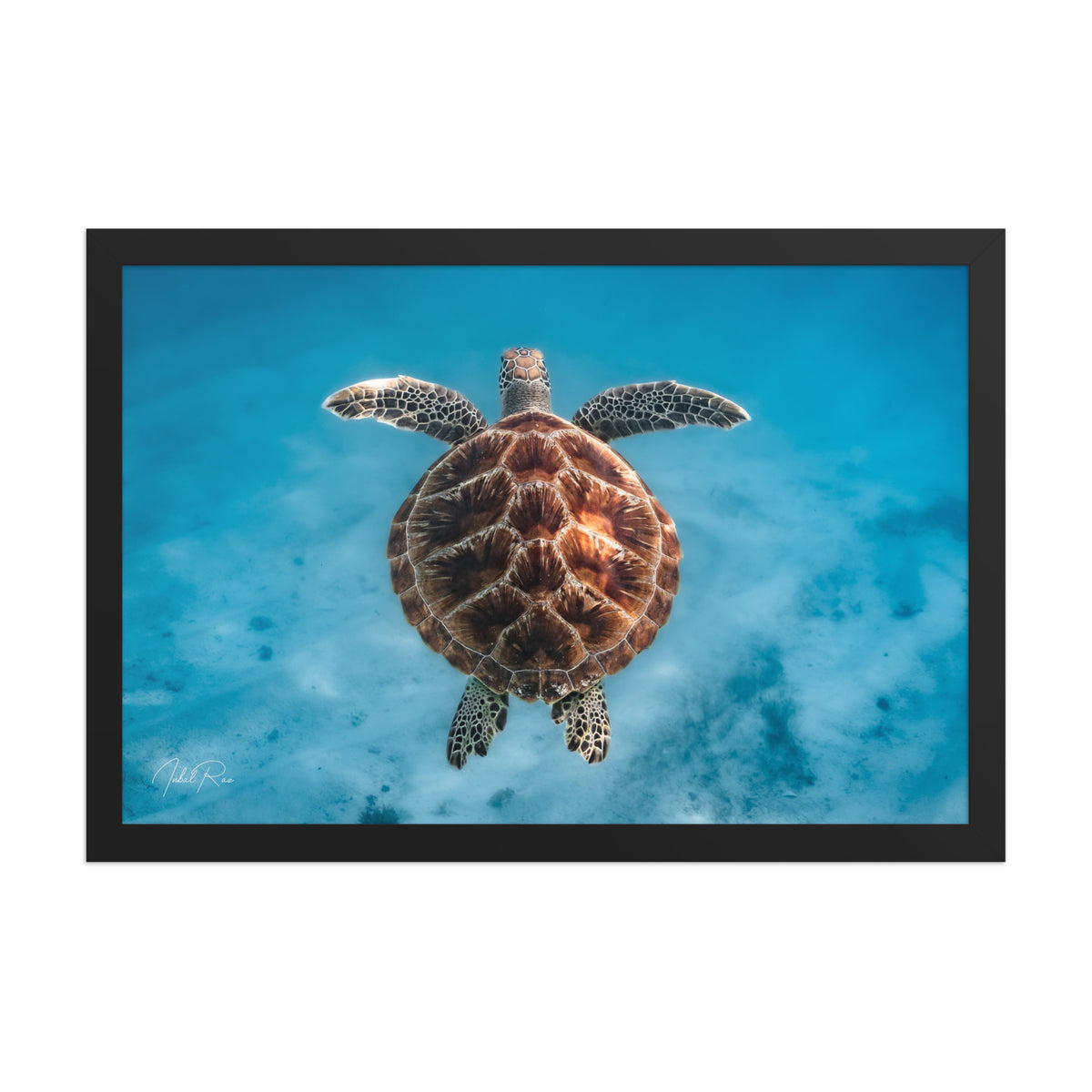 Flying Sea Turtle