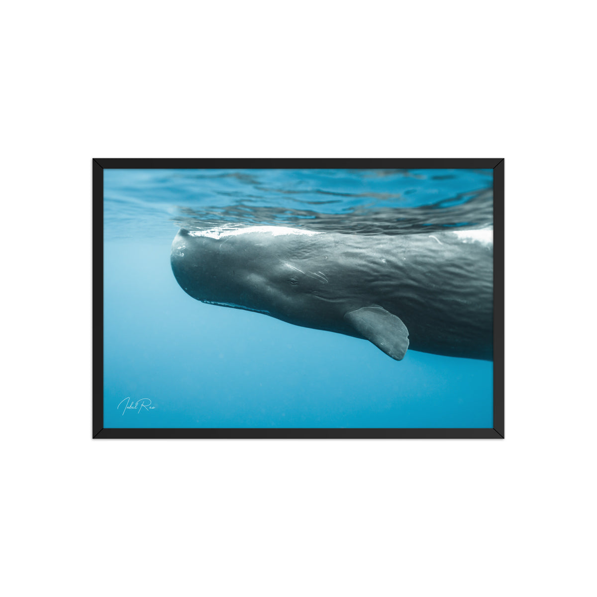 Eye to Eye with a Sperm Whale