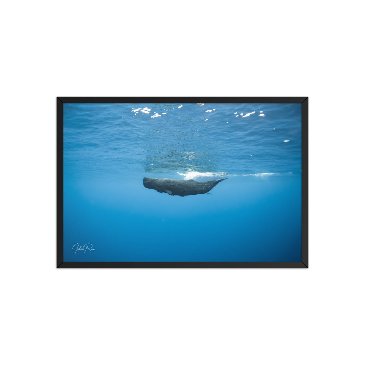 Sperm Whale in the Big Blue