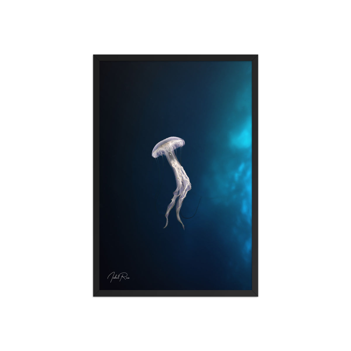 Elegance of a Jellyfish