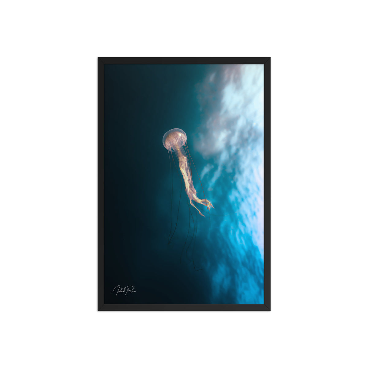 Jellyfish in the Mozambican