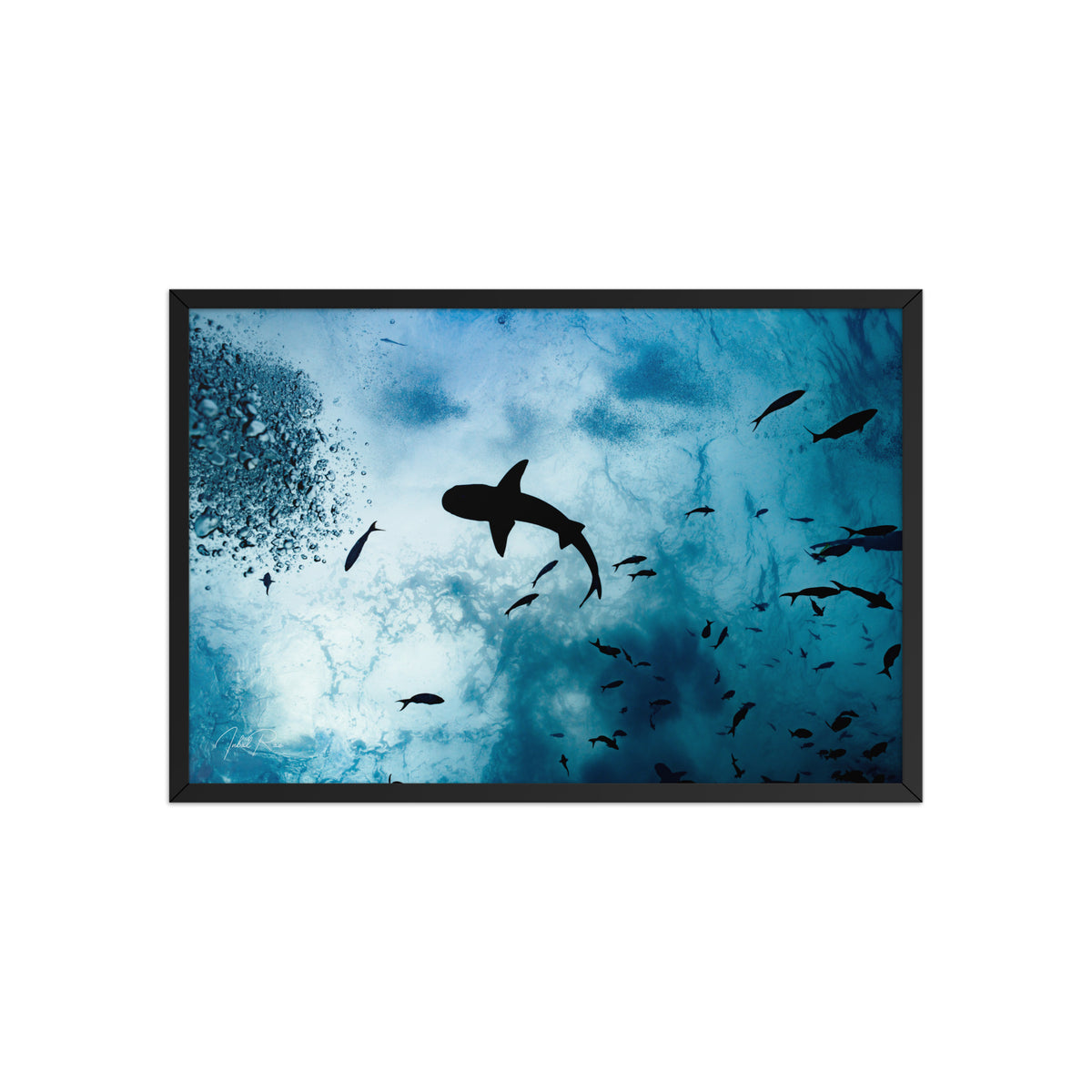 A Shark from a Different Angle
