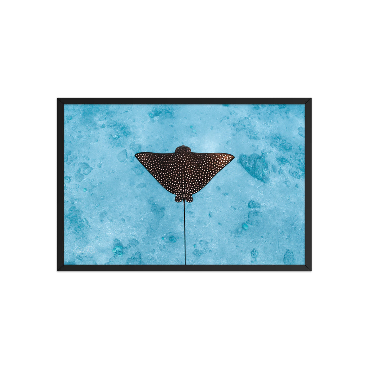 Eagle Ray