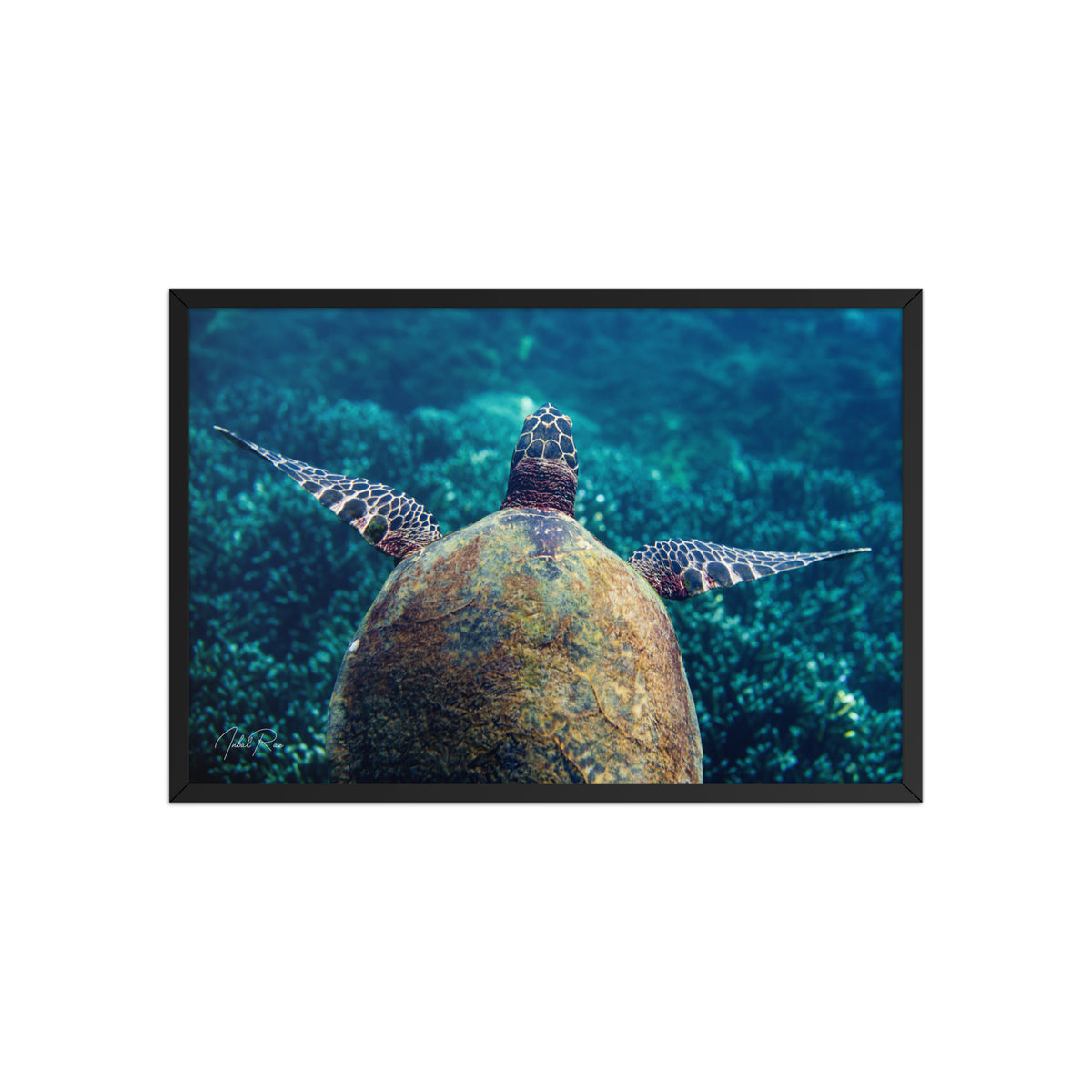 Gliding Sea Turtle