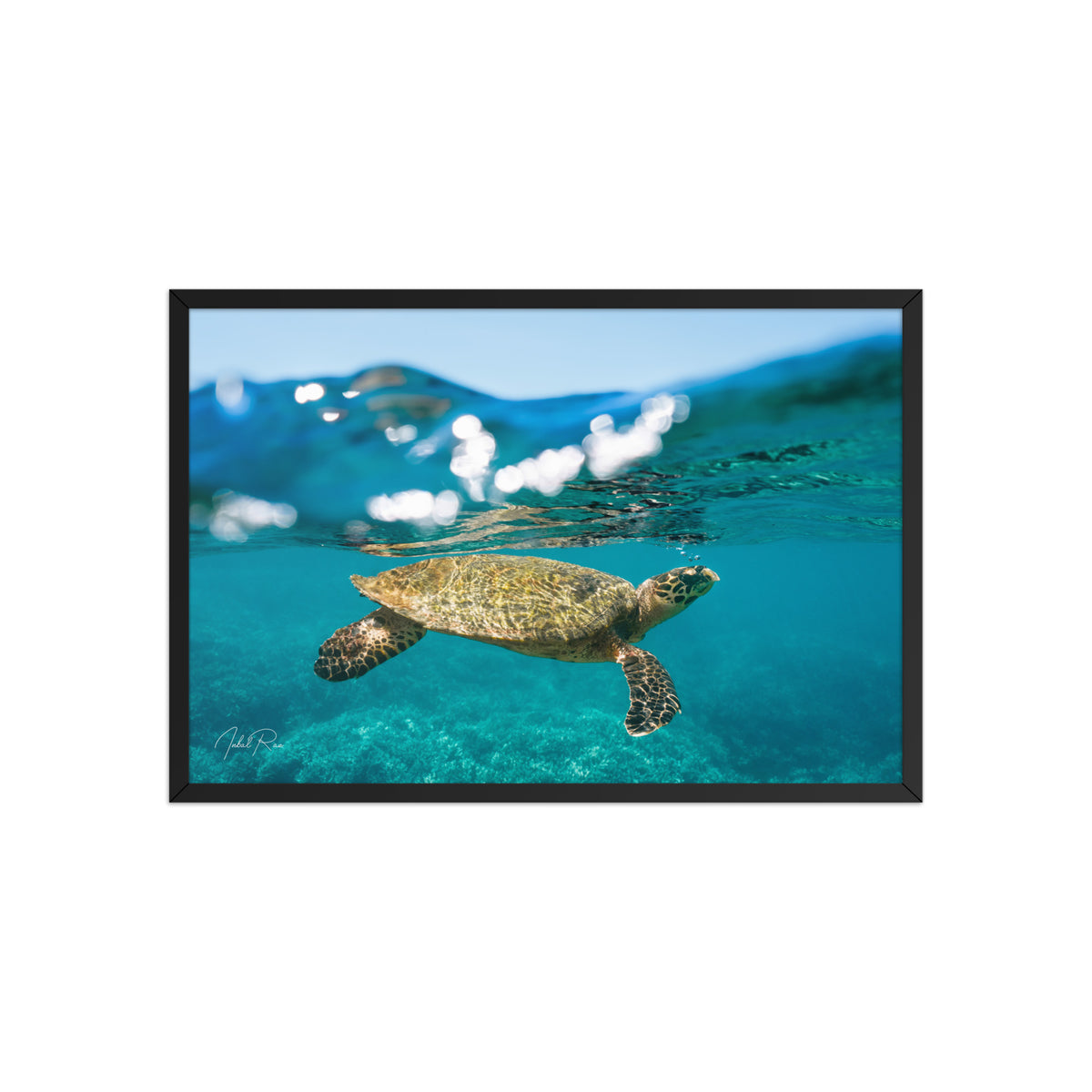 Sea Turtle at the Surface