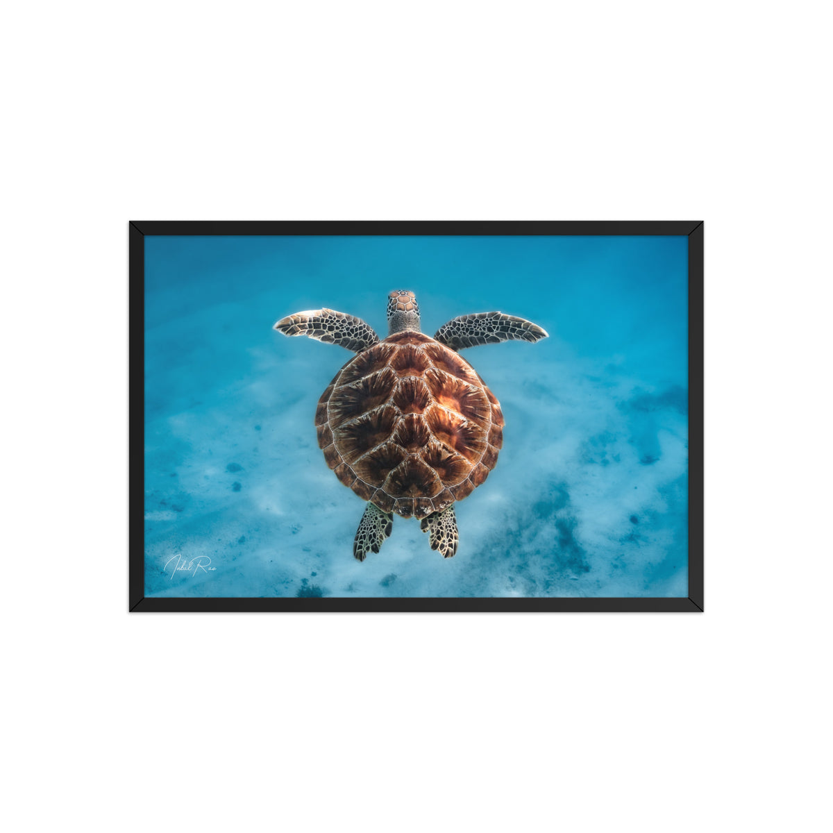 Flying Sea Turtle