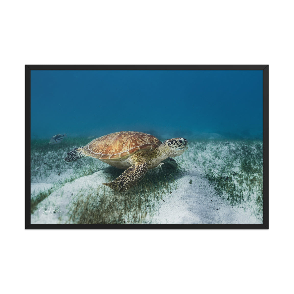 Mauritian Sea Turtle