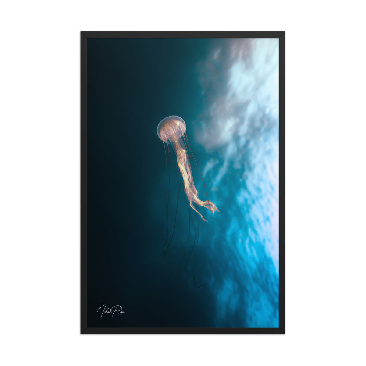 Jellyfish in the Mozambican