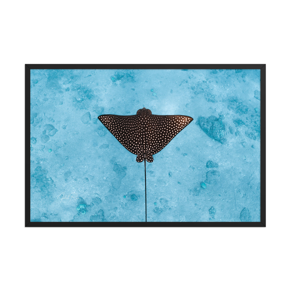 Eagle Ray