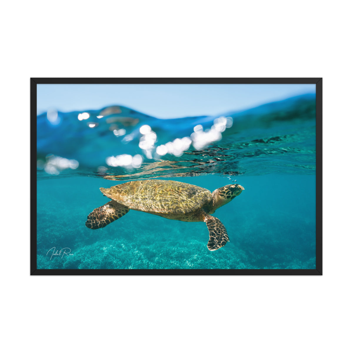 Sea Turtle at the Surface