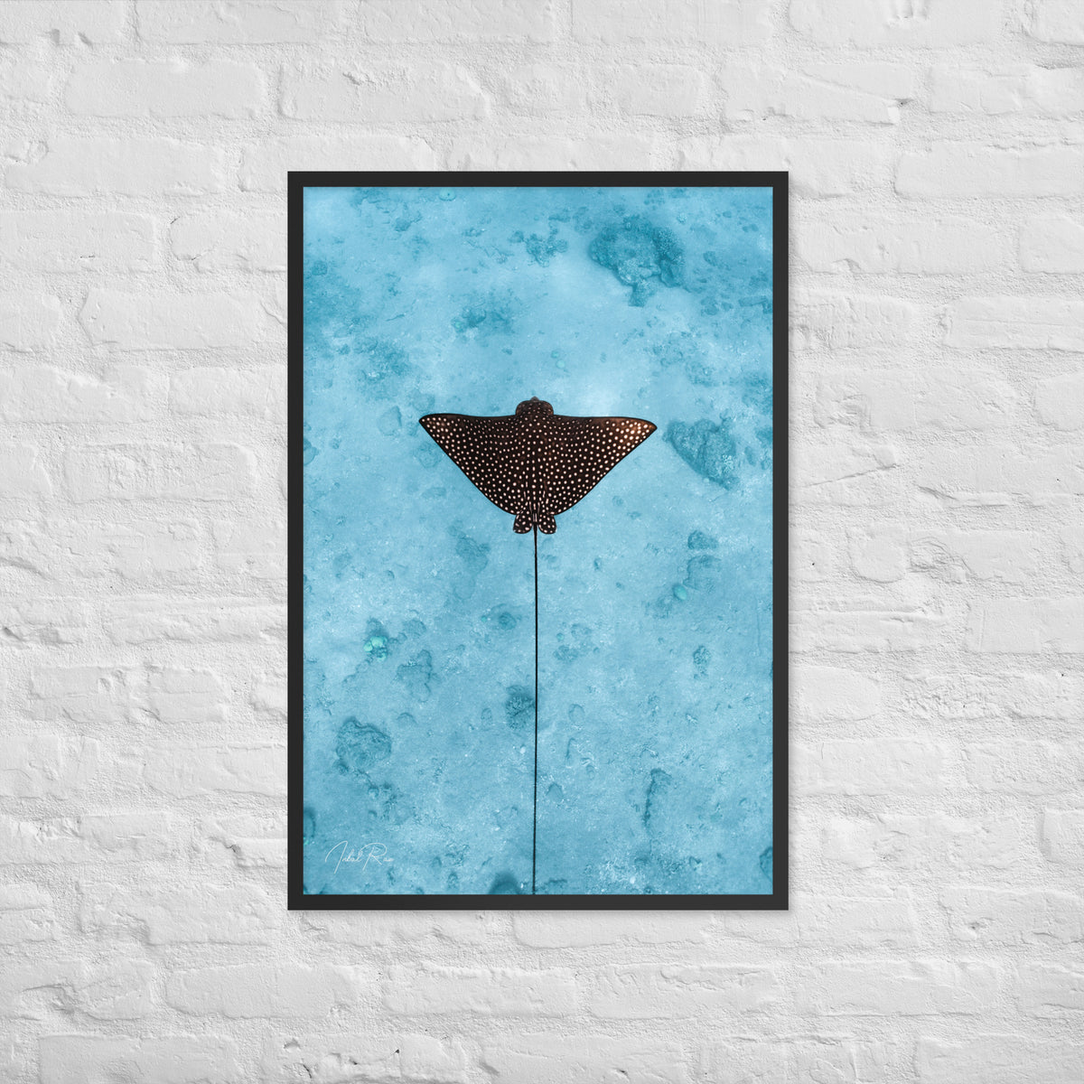 Eagle Ray Vertical framed underwater ocean photography print by Inbal Raz