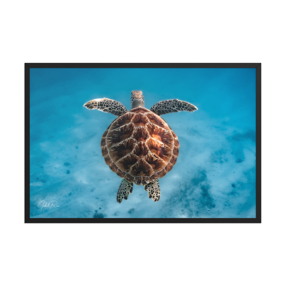 Flying Sea Turtle