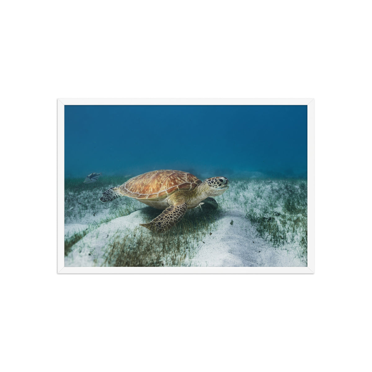 Mauritian Sea Turtle