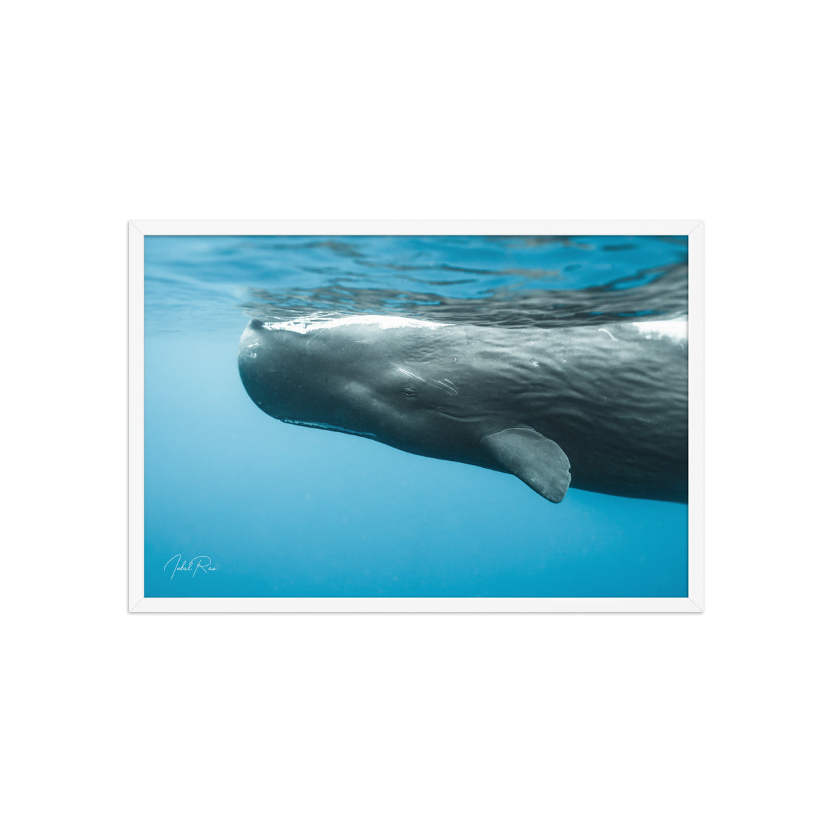 Eye to Eye with a Sperm Whale
