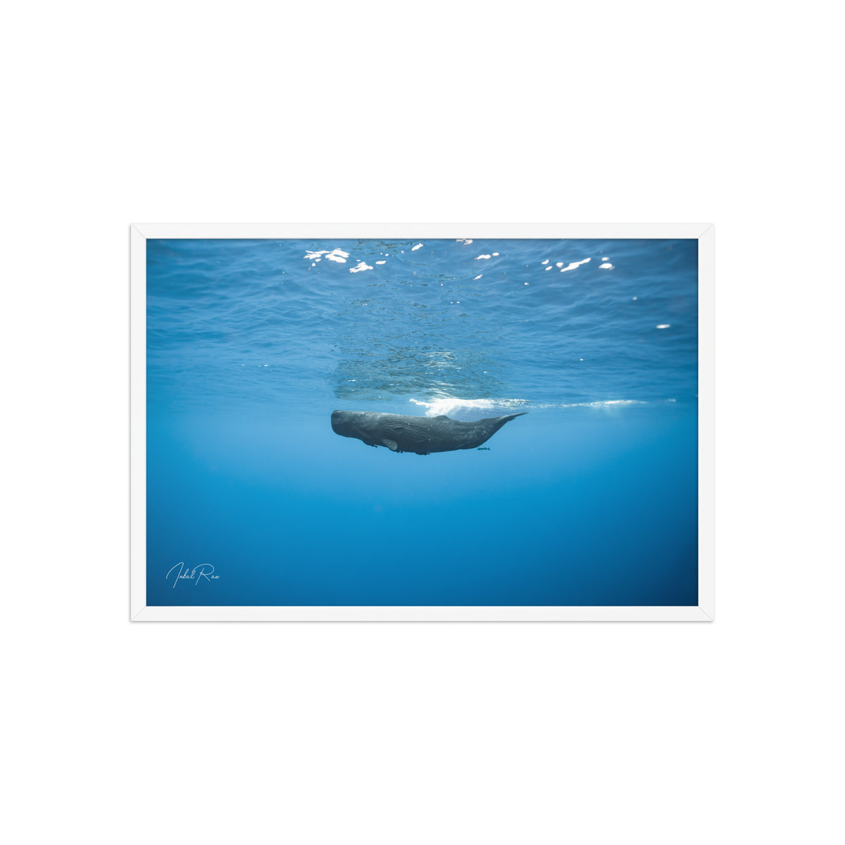 Sperm Whale in the Big Blue