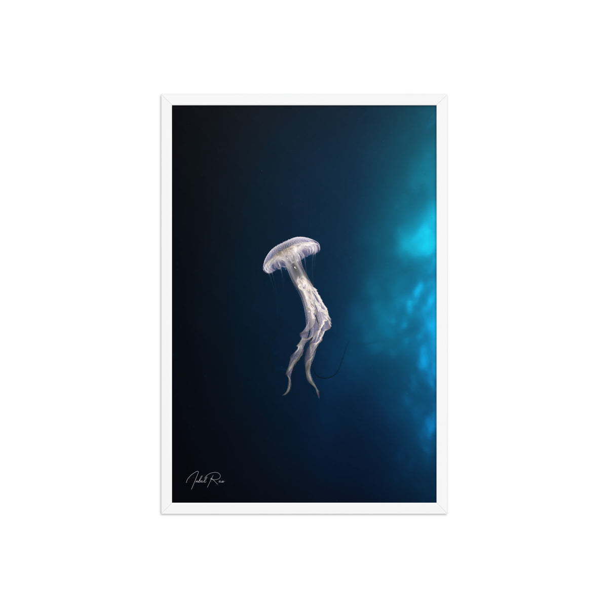 Elegance of a Jellyfish