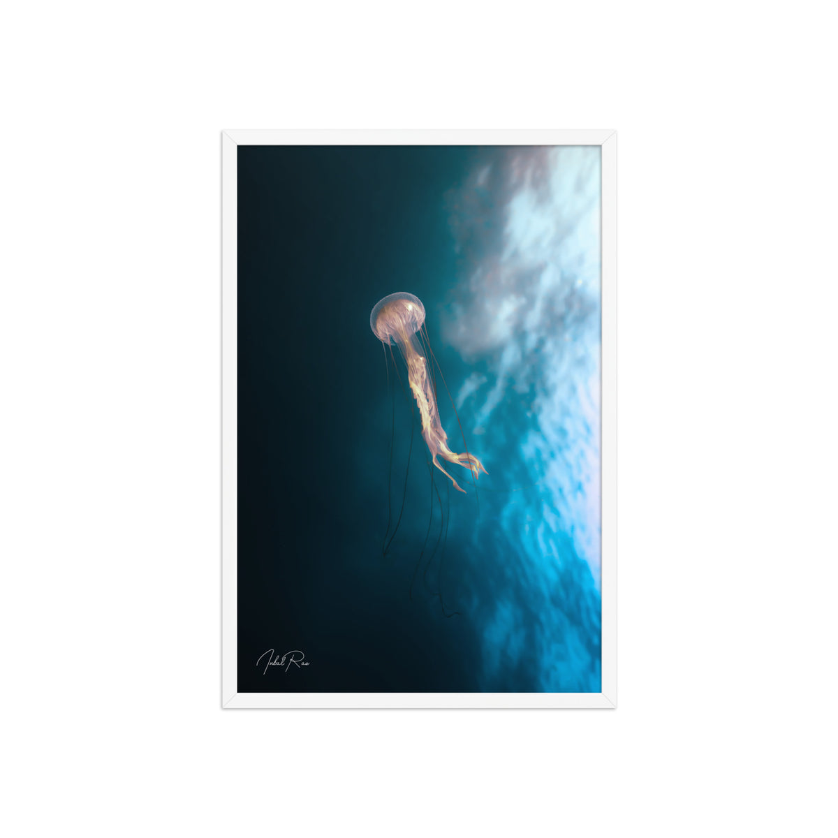 Jellyfish in the Mozambican
