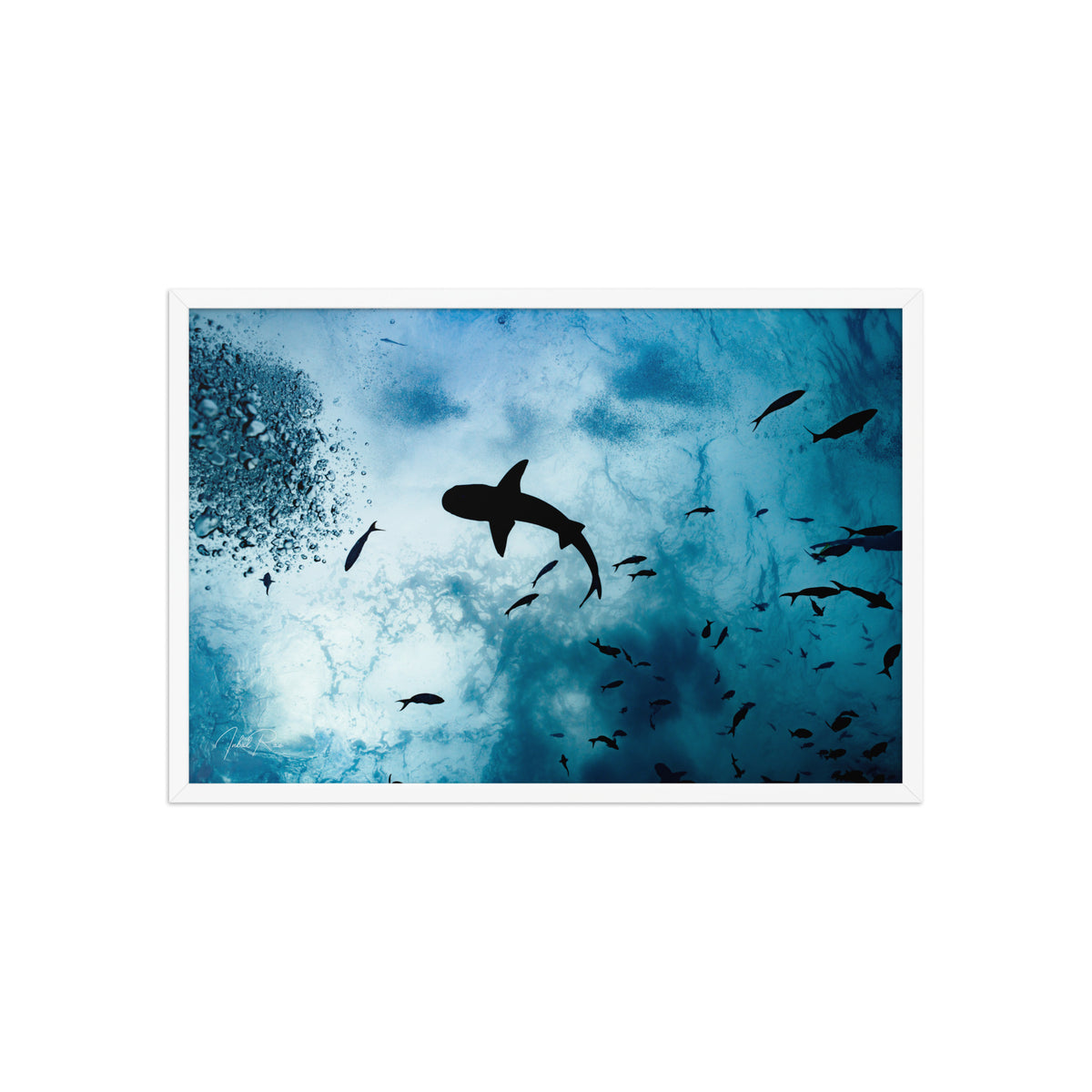 A Shark from a Different Angle