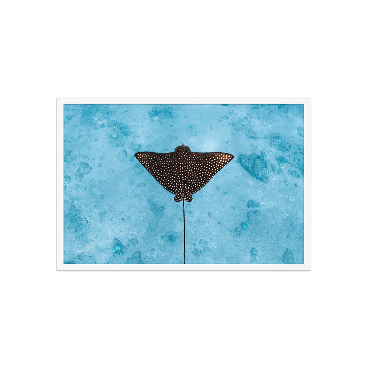 Eagle Ray